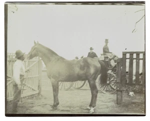 RARE 1899 PHOTO Thoroughbred Race Horse IROQUOIS w/ 2 other photos Ian Maclaren - Picture 1 of 6