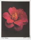 Jonathan Singer, Rot Gänseblümchen, Foto Auf Handgefertigt Japanische Papier,