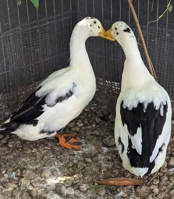 6+ Assorted Duck Fertile Hatching Eggs - Cayuga, Blue Sweddish, Acona, Magpie