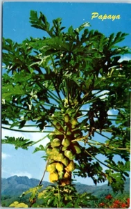 PAPAYA TREE Hawaii HI - Postal - Imagen 1 de 2