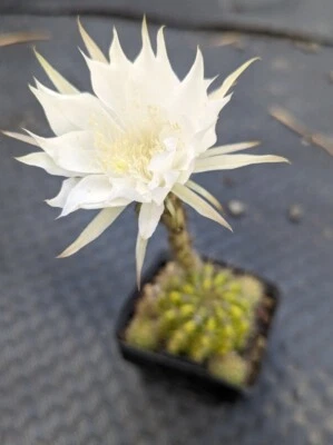 Echinopsis cactus Plant white flowers Cacti Garden  - image 1 of 4