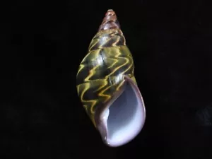 Landschnecke Sultana Yatesi 82,5 mm ID #7064 - Bild 1 von 4