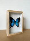 Véritable Papillon Papilio Ulysses sous cadre en bois