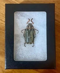 Ten Lined June Beetle Polyphylla Decemlineata in Riker Display Case - Picture 1 of 2