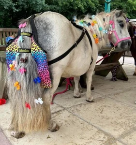 Therapiegüllefänger. Poo Bag. Gewitterhose. Miniaturpferd. Shetland Pony - Bild 1 von 1