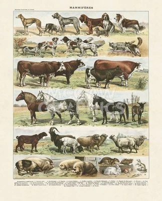 Mammiferes Farm Animals, Adolphe Millot, Wall Decor Art Print 14" x 11" 3024 - Image 1 of 2