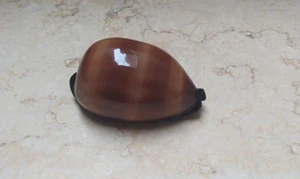 F cypraea exusta wow very rare red sea shell super natural glossy 74mm F++++ - Picture 1 of 15