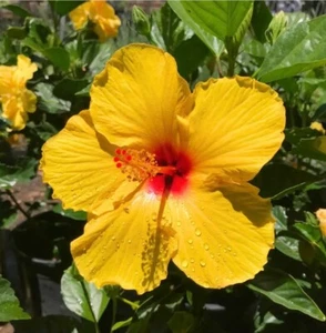 🌺🌺 Yellow Hibiscus STARTER 4 Cuttings for Rooting/Grafting QUICK SHIP - Picture 1 of 2