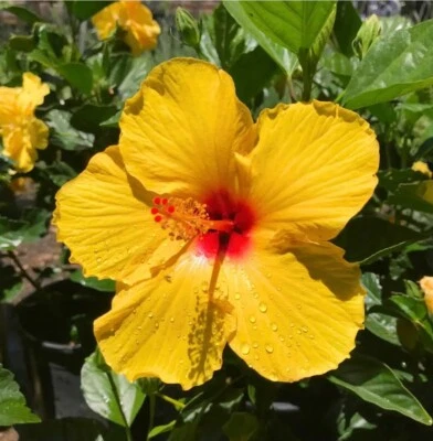 🌺🌺 Yellow Hibiscus STARTER 4 Cuttings for Rooting/Grafting QUICK SHIP - Image 1 of 3