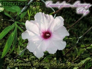 Caudiciform Morning Glory Ipomoea Platensis Evening Glory 5 Qty - Picture 1 of 6