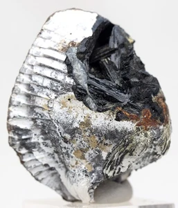 VIVIANITE CLAM FOSSIL Crystal Mineral Specimen Sea Life Natural CRIMEA UKRAINE - Picture 1 of 11