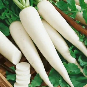 50 British Long White Radish Seeds UK Hardy Fast Sprouting Yearlong Vegetables - Picture 1 of 3