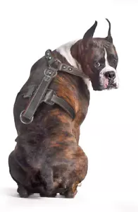 Durable Leather Dog Harness for Medium and Large Dogs,Adjustable Comfortable ... - Picture 1 of 1