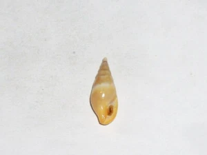 MITRELLA CANARIENSIS WOOOOOW - Picture 1 of 2