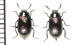 Tenebrionidae:Euhemicera sakishimensis pair ,A1, unmounted,Japan,beetle - Picture 1 of 1