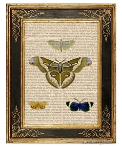 Motten Schmetterlinge #2 Kunstdruck auf Vintage Buchseite Vintage Garten Insekten Deko - Bild 1 von 3