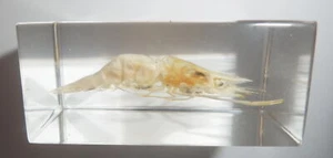 Shrimp Oriental River Prawn Specimen Small Clear Resin Block Teaching Kit TE1 - Picture 1 of 6