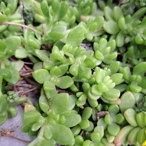 Creeping Sedum Succulent Cuttings Groundcover Perennial - 20 Cuttings - Picture 1 of 6