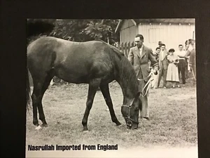 NASRULLAH IMPORTADO DE INGLATERRA Foto Carreras de Caballos SECRETARÍA GOBERNANTE AUDAZ - Imagen 1 de 1