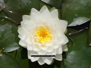 1 Halbzwergseerose der Sorte Gonnere, weisse Blüte, Teichpflanzen Wasserpflanzen - Bild 1 von 1