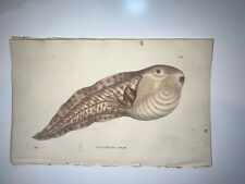 Tadpole Frog - 1783 RARE SHAW & NODDER Hand Colored Copper Engraving