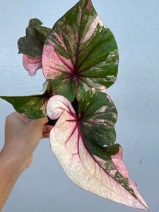 AUTHENTIC Caladium Pleang 1 bulbs - Picture 1 of 5