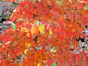 12 CHINESISCHE KOUSA HARTRIEGELSAMEN - Cornus kousa var. chinensis - Bild 1 von 5