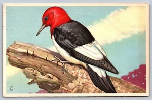 1940 RED-HEADED WOODPECKER National Wildlife Federation vintage VTG Postcard A46 - Picture 1 of 2