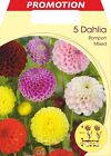 Frhlingsblumen Zwiebel Dahlia Pompon Mix Von Farben Packung 5 Bulbi Bulbs Bulbe