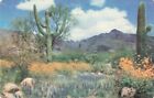 Postcard Desert Scene In Full Color With Cactus