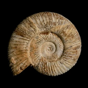 90MM Perisphinctes Ammonite Fossil Nautilus Madagascar Jurassic Age COA - Picture 1 of 9