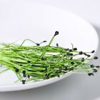 Thompson &amp; Morgan Microgreens Chives Garlic Hardy Annual Plant 1 Pack 200 Seeds