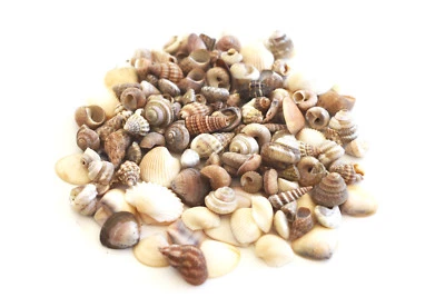 4 oz Tiny Indian Ocean Shell Mix Mini Shells 1/4" Seashells Crafts Beach Decor - Image 1 of 4