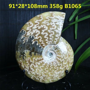 B1065-358g Natural Amonita Fósil Caracola Cuarzo Cristal Espécimen Reiki Sanación - Imagen 1 de 12
