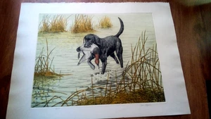 Vintage Dave Chapple signierter Hund Jagd Enten 30x22" 32/150 - Bild 1 von 5