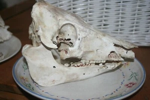 Domestic Pig Skulls Hog Taxidermy  - Picture 1 of 2