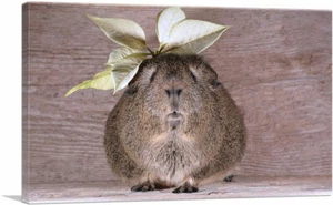 ARTCANVAS Guinea Pig Home Decor Canvas Art Print - Picture 1 of 15