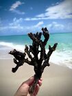 Big Black  Branch of natural Coral, Ocean Reef Nautical Aquarium Decor Specimen
