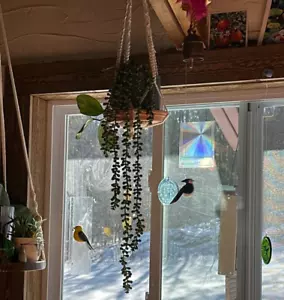 CEWOR 2pcs Artificial Succulents Hanging Plants Fake String of Pearls NEW - Picture 1 of 9