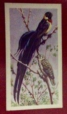 (A02) BROOKE BOND TEA “TROPICAL BIRDS” 10 Paradise Whydah