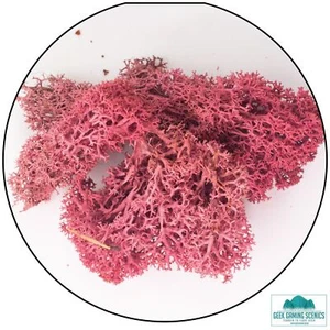 Lichen - Reindeer Moss (Icelandic Moss) Burgundy Red - Picture 1 of 1