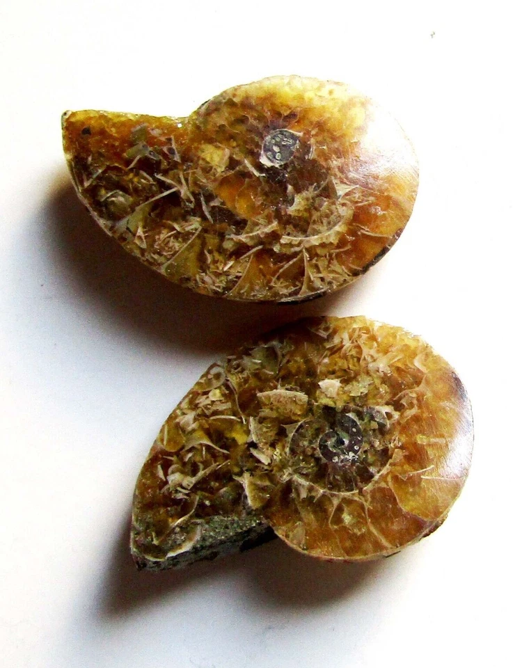 2 Amonite fossils polished - both sides of the same fossil 4 grs - Image 1 of 4