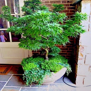 10 "DWARF" Japanese Maple Tree Seeds (Mikawa yatsubusa) UNIQUE Hemp Herb Bonsai  - Picture 1 of 15