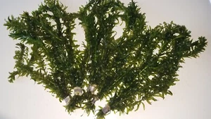 Wasserpest - Elodea Densa -5 Bunde- Wasserpflanzen,Aquariumpflanzen,Teichpflanze - Bild 1 von 5