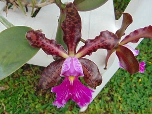 C. Peckhaviensis 4" wood slat basket NICE PLANT Primary Hybrid - Picture 1 of 3