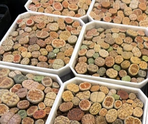 Baby Lithops Plants & Manghanii, 7cm Pot - Sunnyplants, Rare Lithops, Lithops - Picture 1 of 12