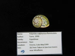 Landschnecke Polymita sulfurosa flammulata 18,7mm ID#9540 - Bild 1 von 4