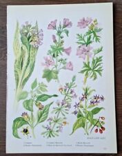 9 Vintage Wild Flower Prints, Natural History Art, Book Plates 