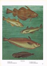 Pouting Norway Pout Greater and Lesser Forkbeard Poor Cod Fish Print OBOV#37