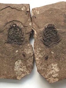 Positive & Negative Split Shale McAbee Formation Fossilised Fir Cone 85 mm - Picture 1 of 11